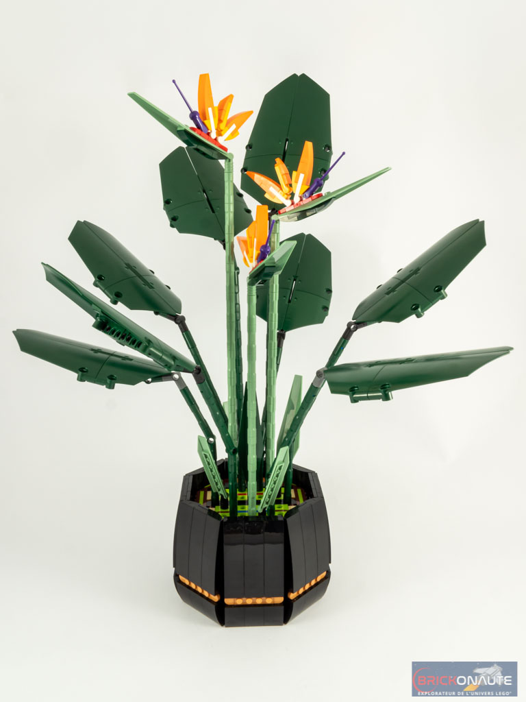 Bird of Paradise (LEGO 18+ Botanical Collection - 10289) - Review