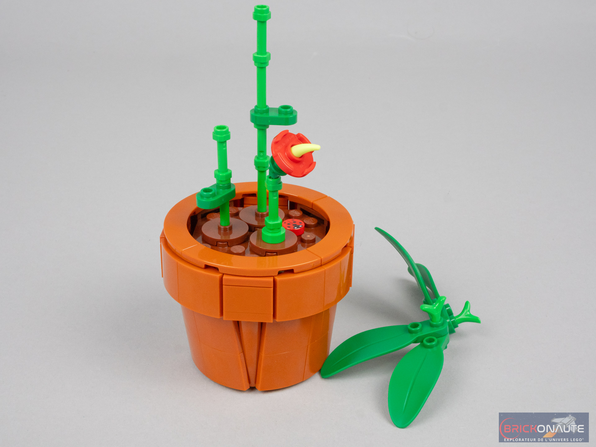 Les succulentes 10309 | LEGO® Icons | Boutique LEGO® officielle CA