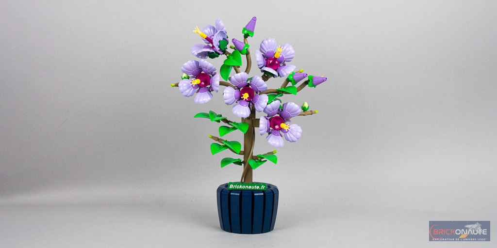 Mini-review LEGO Botanicals 10372 Hibiscus - Brickonaute